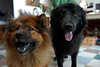 Mischa and Yoshi : 
