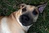 Brutus : 